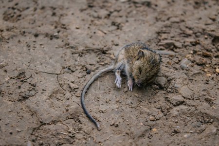 Pequeño ratón de cosecha de madera duerme en el suelo en la vida silvestre. Roedor del género ratones de campo. 