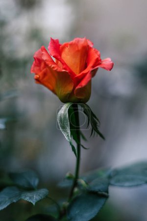 Une rose rouge orangée bicolore fleurit dans le jardin. Humeur sombre Fond vert froid. Pour les cartes de vacances, Saint Valentin.
