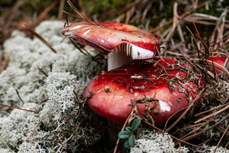 Two red mushrooms cap, gray reindeer moss and dry brown pine needles. Dark botanical background. Russula mushroom in autumn forest. 