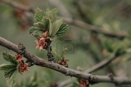 Spring nature scene, selective focus. Blossom tree natural background soft green color. The beginning of spring, branches wild apple tree. Botanical wallpaper fruit and berry plant of Rosaceae family