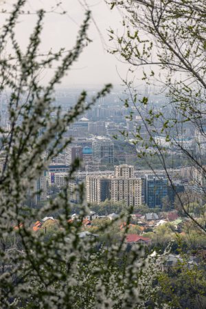 Blick auf mehrstöckige und niedrige Gebäude durch die Äste blühender Bäume und Büsche. Frühlingsblüte, Stadtbild Almaty, Kasachstan. Weiße Blüten und frische grüne Blätter, Naturpark in der Stadt
