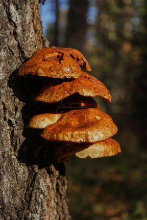Group of Forest brown mushrooms growing on a birch tree. Autumn time, harvesting wild crops. tinder fungus. Beautiful sunset light. Natural Botanical background. Wild plants in nature
