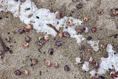 Sandy seashore strewn with shells and snow. Winter season beach, unusual natural combination after storm. Weather background. Top view, close up. Sea in Siberia, Novosibirsk, Ob reservoir, Russia