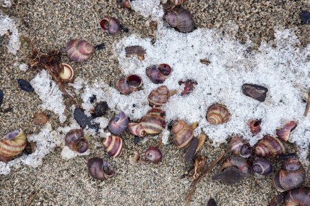 Empty small snail shells on the sand, frost covered, sprinkled with snow, close up, top view. Cold weather natural background. Seashore, sea in Siberia, Novosibirsk, Ob reservoir, Russia