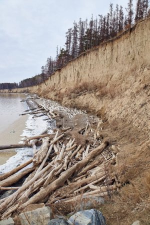 Von einer Sandklippe umgestürzte Bäume liegen am Ufer. Viel Treibholz, Zerstörung der Küsten. Wasser erodiert die Küste. Nebensaison Naturlandschaft. Bodenerosion, Abrieb natürlicher Prozess. Ob-Stausee
