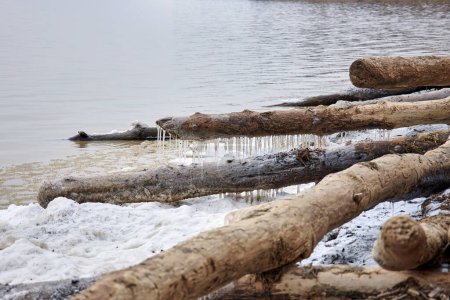 Treibholz gefroren am Ufer, Baumstämme mit Schnee und Eis bedeckt, Eiszapfen hängen. Winterliche Naturlandschaft. Ufer des Sees Teich, Wellen auf dem Wasser, kaltes Wetter am Strand. Abgestorbene Bäume