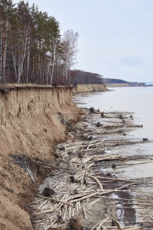 Water is eroding the coast. Trees fallen from a sand cliff lie on seashore. A lot of driftwood, coastal destruction. Off season natural landscape. Soil erosion. Ob Reservoir Novosibirsk Siberia Russia