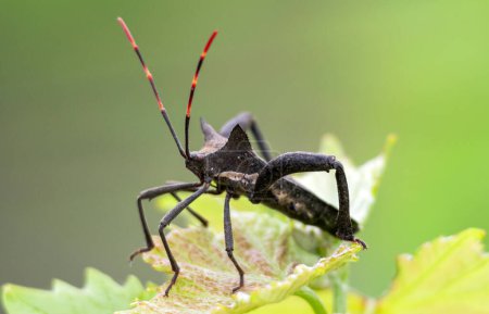 Schwarzer Käfer mit 6 Beinen und langem rot-schwarz gestreiftem Schnurrbart sitzt auf Blatt, naturgrüner Hintergrund, Nahaufnahme. Pentatomorpha - Infraorder Hemipteren aus der Untergrenze von Bettwanzen. Südafrika