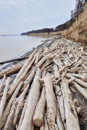 Off season nature landscape. Trees fallen from a sand cliff lie on seashore. A lot of driftwood, coastal destruction. Water is eroding the coast. Soil erosion, abrasion natural process. Ob Reservoir