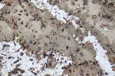 Empty small snail shells on the sand, frost covered, sprinkled with snow, close up, top view. Cold weather seascape natural background. Seashore, sea in Siberia, Novosibirsk, Ob reservoir, Russia