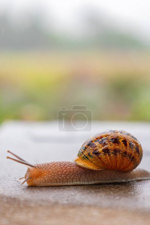 Photo for Snail crawls along a rough surface. Close up. Gastropods with an external spotted brown black shell. Animal background. Malacology, zoology, study of soft-bodied or molluscs - Royalty Free Image
