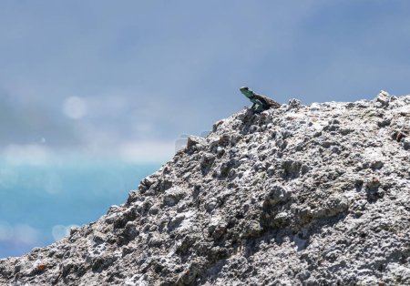 Cute small animal lizard in wildlife on rock looks into the distance. Summer nature animal wallpaper. Blue gray color background. Copy space. Summer South Africa lacertian