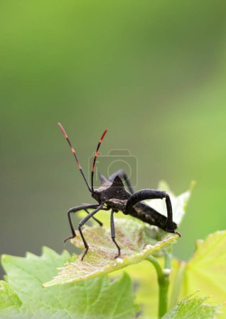 Pentatomorpha infraorder hemiptera aus Unterordnung von Wanzen. Schwarzer Käfer mit 6 Beinen, lang gestreiftem rot-schwarzem Schnurrbart sitzt auf Blatt, naturgrüner Hintergrund, Nahaufnahme. Insekten in Südafrika