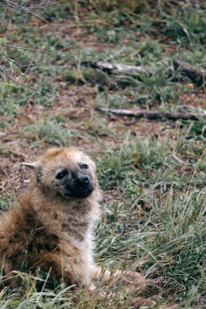 Kruger National Park safari, Close up portrait smiled spotted hyena looking at camera, animal in natural habitat, wildlife South Africa. Wild nature wallpaper