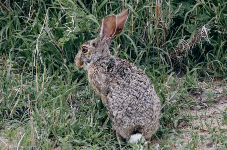 Sick wild hare infected with ticks attached to its ears. Animal survival in wild nature. Bloated mites feed on animals. Kruger National Park, Safari in South Africa. Green grass background wildlife