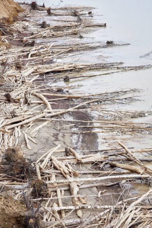Trees fallen from a sand cliff lie on seashore. A lot of driftwood, coastal destruction. Water is eroding the coast. Off season nature landscape. Soil erosion, abrasion natural process. Ob Reservoir
