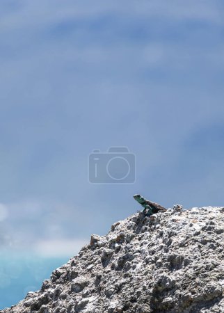 Cute small animal lizard in wildlife on rock looks into the distance. Summer nature animal wallpaper. Summer South Africa lacertian. Blue gray color background. Copy space 