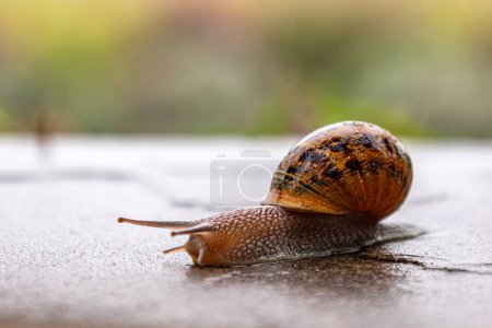 Snail crawls along a rough surface. Close up. Gastropods with an external spotted brown black shell. Animal background. Malacology, zoology, study of soft-bodied or molluscs