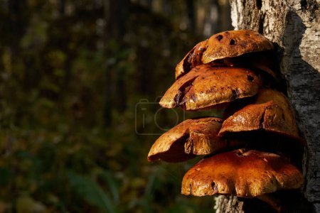 Group of Forest brown mushrooms growing on a birch tree. Autumn time, harvesting wild crops. tinder fungus. Beautiful sunset light. Natural Botanical background. Wild plants in nature