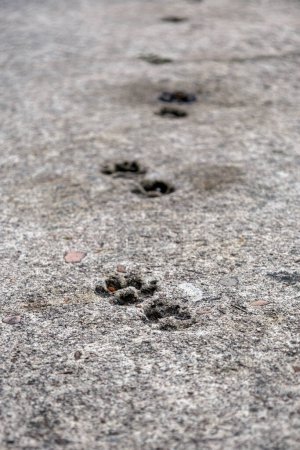 Cat paw prints imprinted in a concrete path. Animal track footprint wallpaper. Selective focus. Damaged cement floor, problems at a construction site