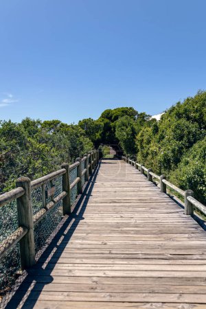 hölzerne Fußgängerbrücke mit Geländer, Pfad umgeben von grünem Laub von Bäumen und Büschen. Fußweg zum Ozean, Südafrika. Sommertag, blauer Himmel, niemand