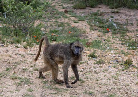 Chacma baboon in Kruger National Park, South Africa. Monkey walks and looks at camera. Safari in savannah. Animals natural habitat, wildlife, wild nature background
