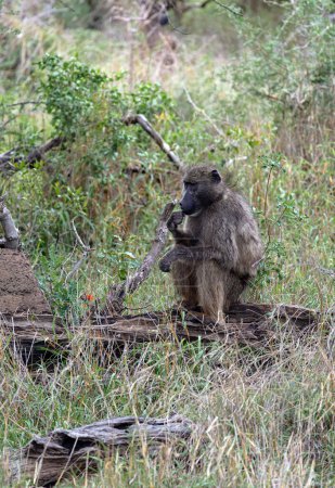 Photo for Monkey sits on a log and chews grass, side view. Chacma baboon in Kruger National Park, South Africa. Safari in savannah. Animals natural habitat, wildlife, wild nature - Royalty Free Image