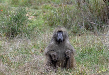 Safari en Savannah. Chacma babuino en el Parque Nacional Kruger, Sudáfrica. Un mono se sienta en la hierba y mira a la cámara. Animales hábitat natural, vida silvestre, naturaleza silvestre fondo