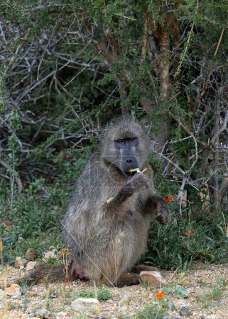 Chacma baboon looks at camera, one monkey sits and chews a leaf. Animals natural habitat, wildlife, wild nature background, Kruger National Park, South Africa. Safari in savannah. 