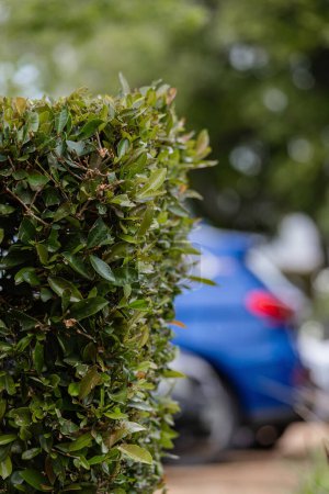 A hedge encloses the parking area of a house or hotel. A trimmed bush with green foliage serves as a fence. Landscape design, landscaping best solutions for arranging the local area. Blue car 