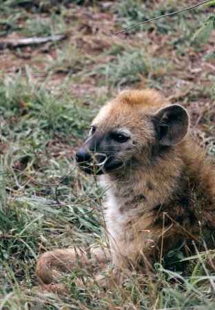 Nahaufnahme Porträt junge niedliche gefleckte Hyäne mit runden Ohren, Tier in natürlichem Lebensraum, Tiere Tierwelt Südafrika. Wilde Natur im Kruger Nationalpark. Safari in der Savanne.