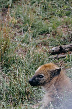 Parque Nacional Kruger safari, cerca de retrato sonrió hiena manchada mira hacia atrás a la cámara, animal en hábitat natural, fauna Sudáfrica. Fondo de pantalla naturaleza salvaje