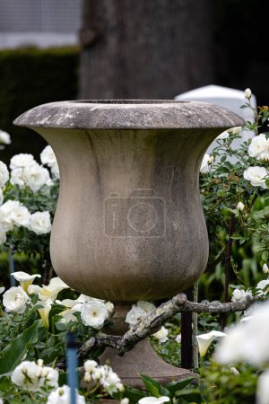 A large old concrete cement cup shaped vase for planting garden stuff stands outdoor in grounds, on yard, surrounded by white flowers Iceberg roses, floribunda. botanical gardening, park