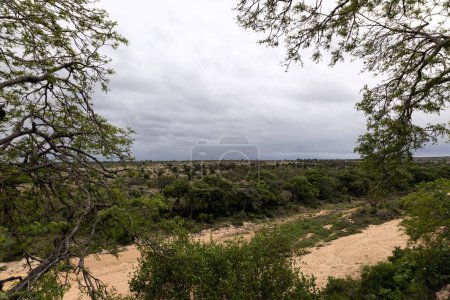 Sabana sin fin en un día nublado. Paisaje natural del Parque Nacional Kruger, octubre en Sudáfrica. 