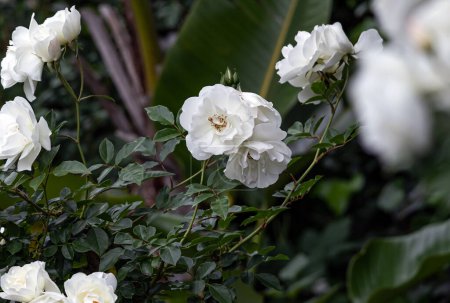 Botanik Hintergrund, weiße Blumen Eisbergrosen Buschtapete, schöne Strauch floribunda, wachsenden botanischen Garten, Outdoor-Park. zarte, zarte Blütenknospe. Südafrikanische Flora