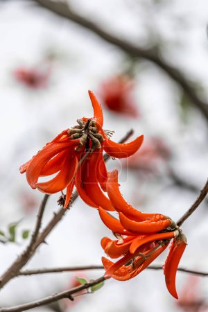 Photo for Erythrina caffra flower, corallodendron. African flora, Coral blooming tree, two big bright red orange flowers. Spring october in South Africa. Trees collection. Unusual beautiful exotic tree - Royalty Free Image