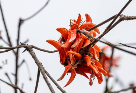 Big coral red flower of Erythrina caffra, corallodendron. African flora, Coral blooming tree, bright orange flowers. Spring october in South Africa. Unusual beautiful exotic tree