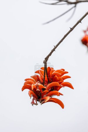 Big red flower of Erythrina caffra, corallodendron. African flora, Coral blooming tree, bright orange flowers. Spring october in South Africa. Trees collection. Unusual beautiful exotic tree