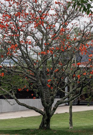Erythrina caffra, corallodendron. African flora, Coral blooming tree, without leaves, big bright red orange flowers. Spring october in South Africa. Trees collection. Unusual beautiful exotic tree
