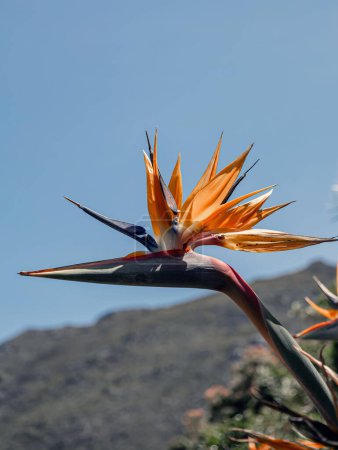 Foto de Strelitzia reginae, Paradise Bird flor sobre el telón de fondo de una colina y el cielo azul. Flores africanas. Flora of South Africa. Increíble creación de la naturaleza, planta de flor, jardín botánico - Imagen libre de derechos