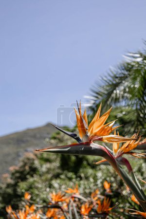 African flowers. Strelitzia reginae, Paradise Bird flower against the backdrop of a hill and blue sky. Flora of South Africa. Amazing creation of nature, blossom plant, botanical garden wallpaper