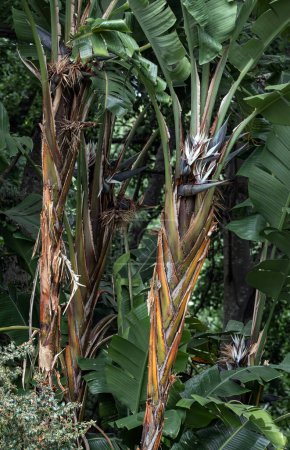 Strelitzia nicolai, giant white paradise bird plant, wild banana plant with white flower, palm background. Exotic tropical plants. Palm trees