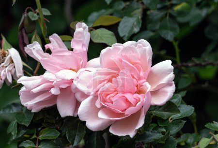 Zwei blühende Knospen Rosen Morgengruss, umgeben von grünem Laub eines Busches, im Garten. Rosa Felicia Albertine. Lachsrosa Blüten, Nahaufnahme botanischer Hintergrund