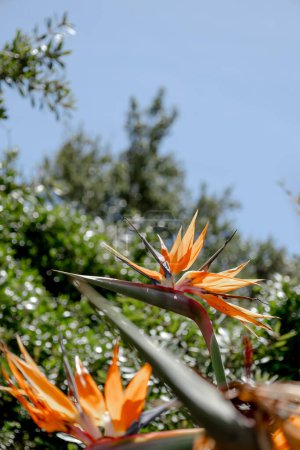 Foto de Flores africanas. Strelitzia reginae, Paradise Bird flor sobre el telón de fondo de una colina y el cielo azul. Flora of South Africa. Increíble creación de la naturaleza, planta de flor, fondo de pantalla de jardín botánico - Imagen libre de derechos