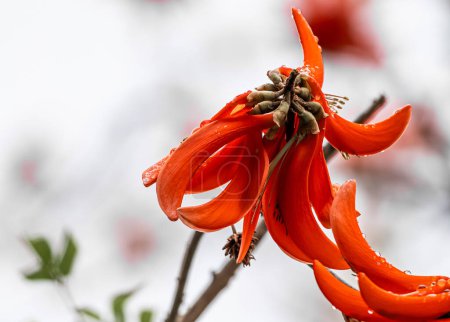 Erythrina caffra flower, corallodendron. African flora, Coral blooming tree, two big bright red orange flowers. Spring october in South Africa. Trees collection. Unusual beautiful exotic tree