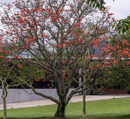 Unusual beautiful exotic tree Erythrina caffra, corallodendron. African flora, Coral blooming tree, without leaves, big bright red orange flowers. Spring october in South Africa. Trees collection