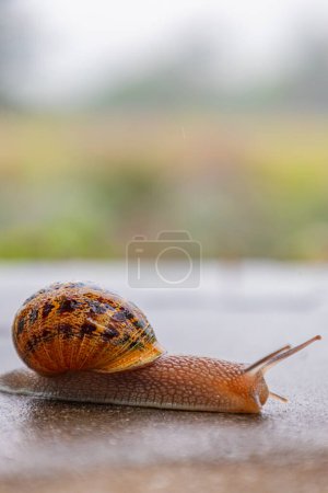 Snail crawls along a rough surface. Close up. Gastropods with an external spotted brown black shell. Animal background. Malacology, zoology, study of soft-bodied or molluscs