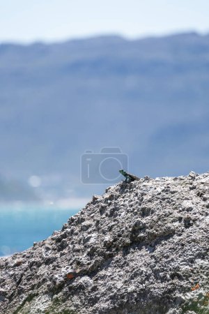 Niedliche kleine Tierechse in Wildtieren auf Felsen blickt in die Ferne. Sommer Natur Tier Tapete. Blaugraue Farbe Hintergrund. Kopierraum. Südafrika im Sommer