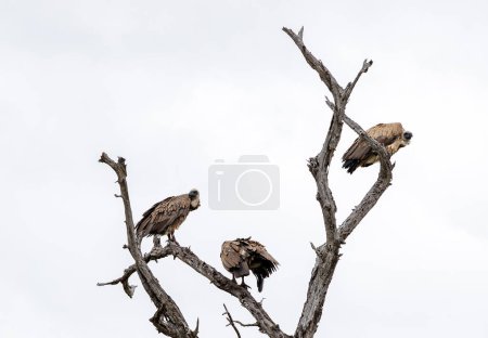 Three 3 birds White-backed African vulture on dry branch against a white sky background. Kruger National Park, South Africa. Animal wildlife bird wallpaper. Safari at savanna