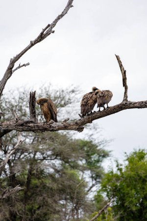 Three birds White-backed African vulture on dry branch in forest. Kruger National Park, South Africa. Animal wildlife bird background. Safari at savanna